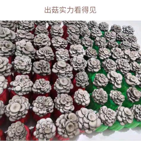 晚睡晚起