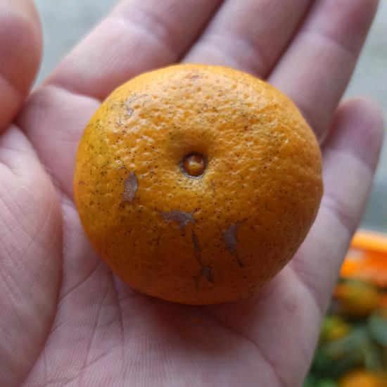 蔬菜水果批发零售