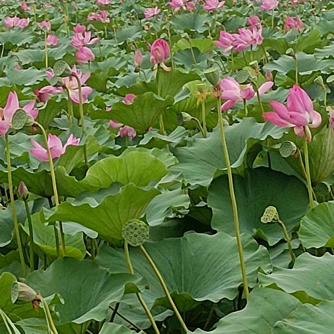陈二姐