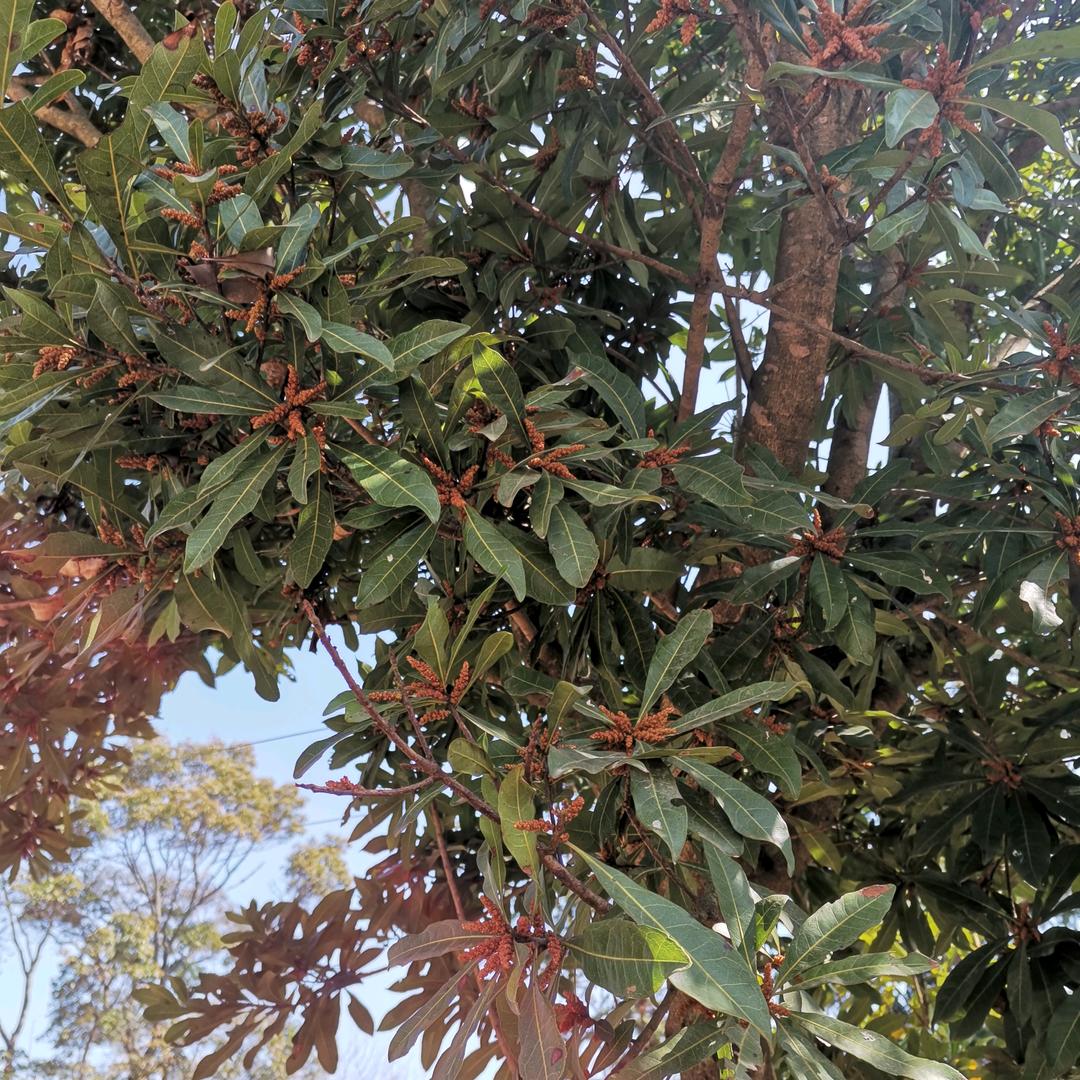 福