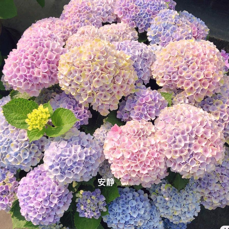 食味阁-百合铺