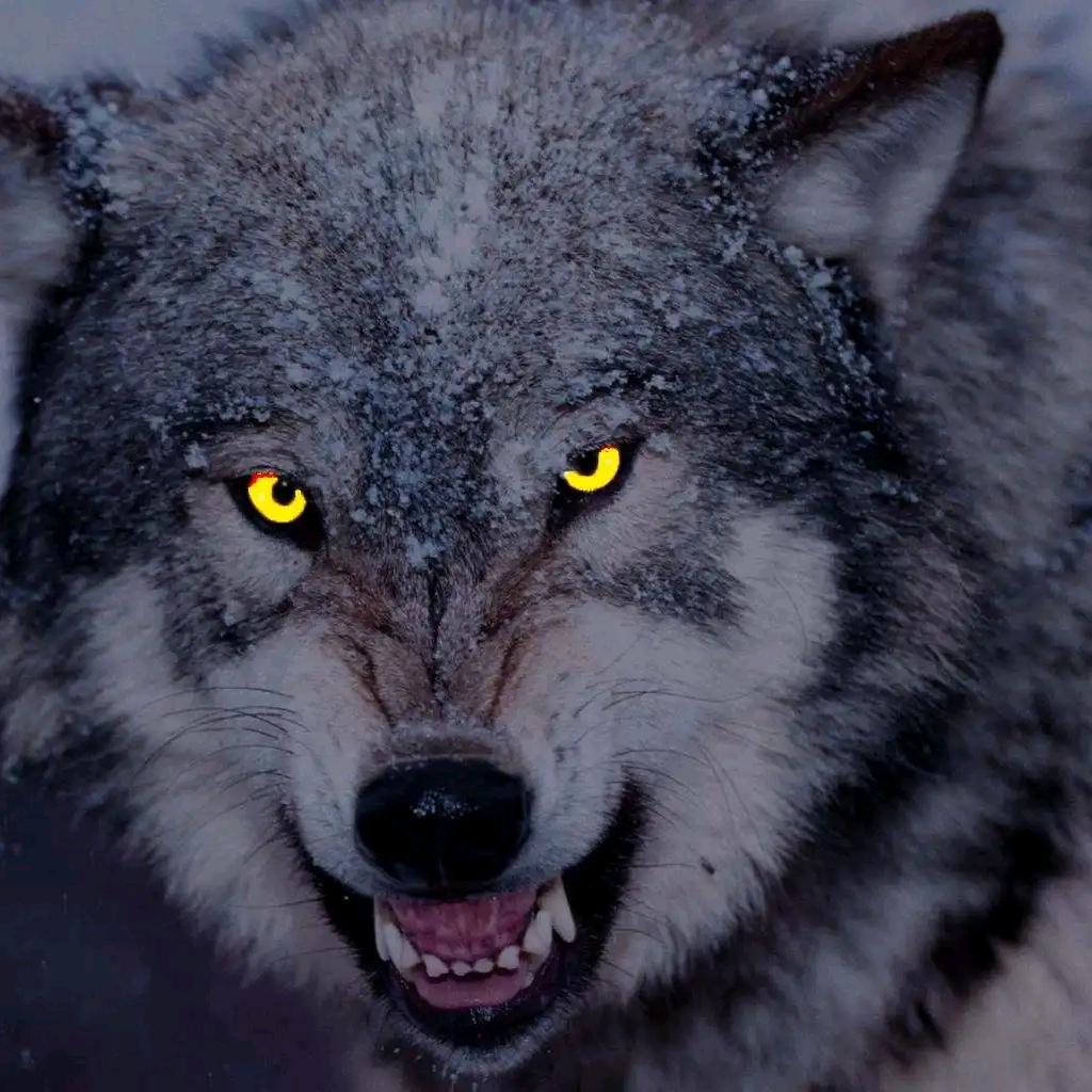 孤🐺狼