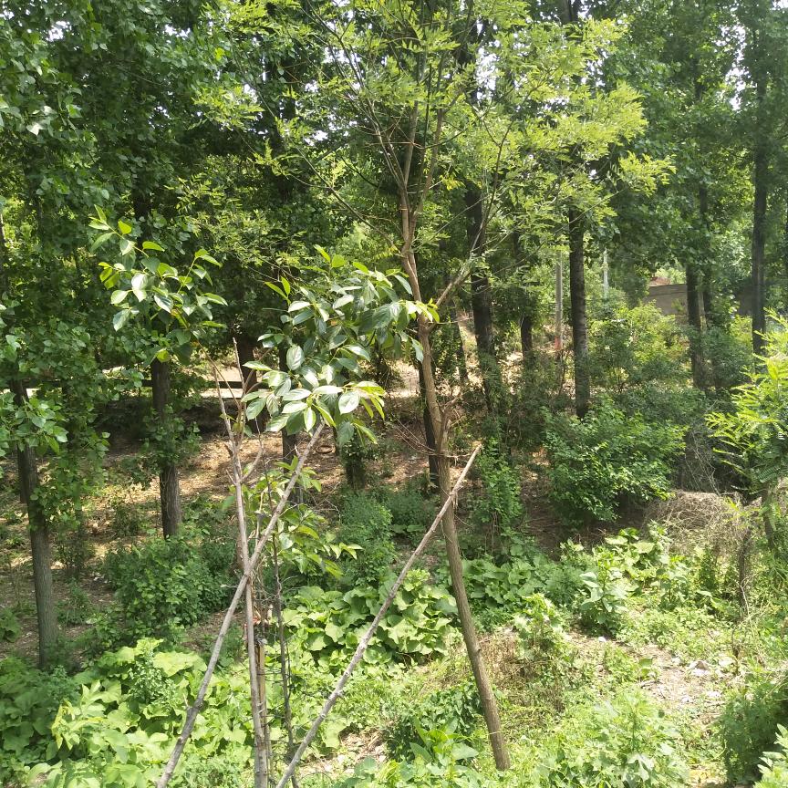 好风景