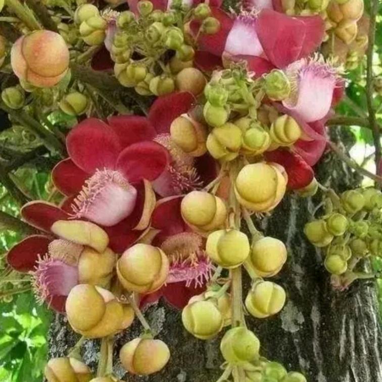 菩提树