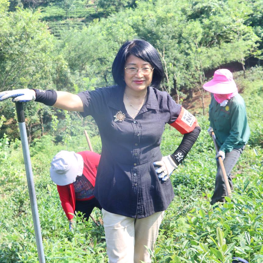 滁州红茶绍峻红