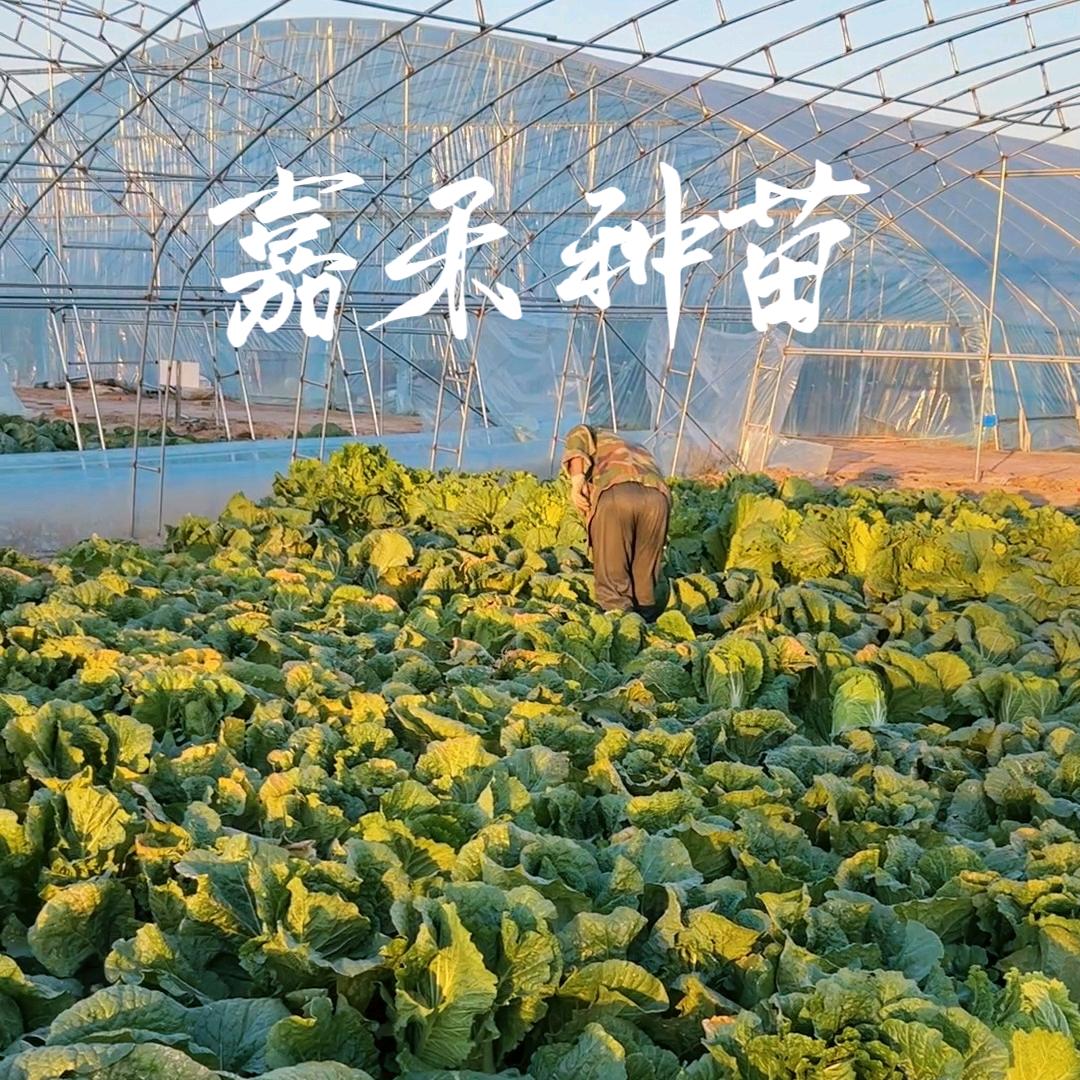 嘉禾种苗基地