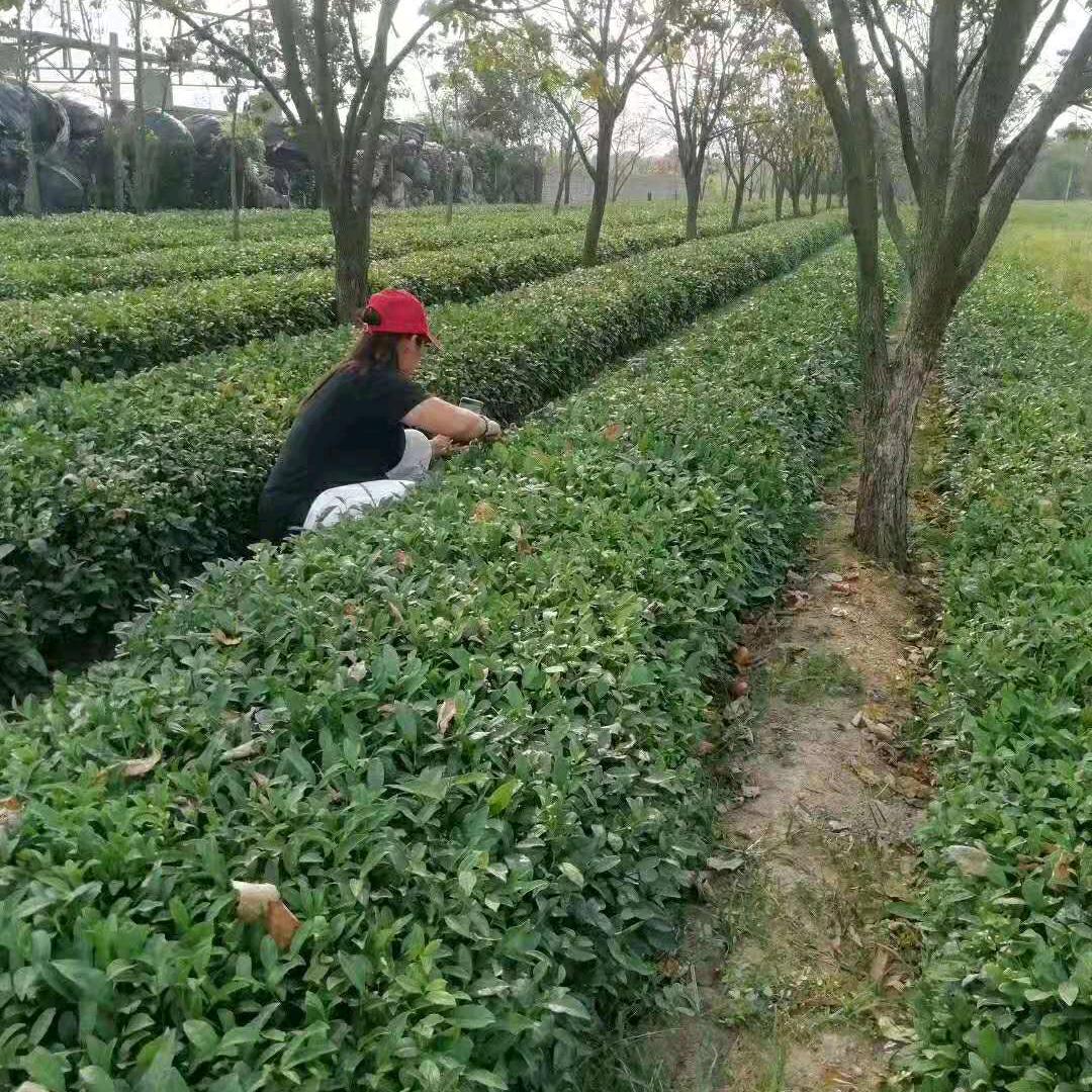 崂山茶叶王
