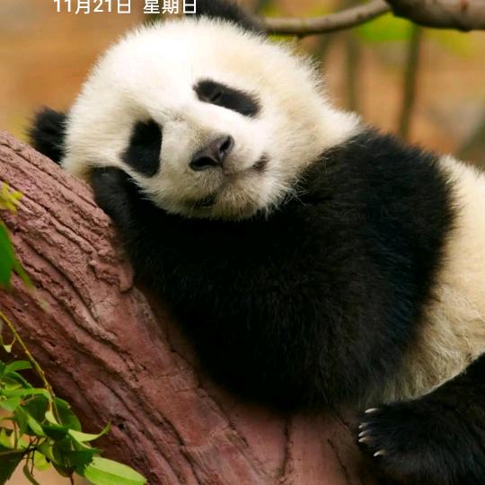 恋忘