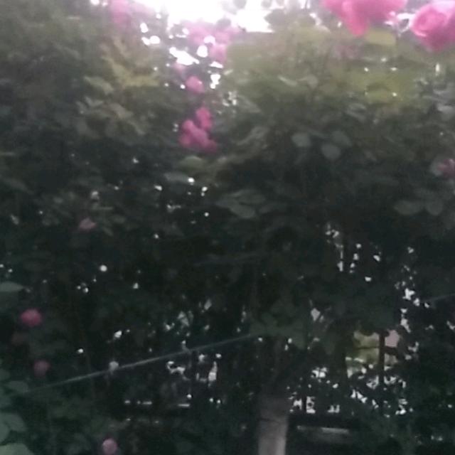 策马奔驰