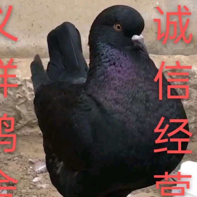 义祥鸽业《诚信为本》《海纳百川》