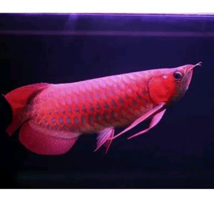 🌈超萌鱼龙🐉