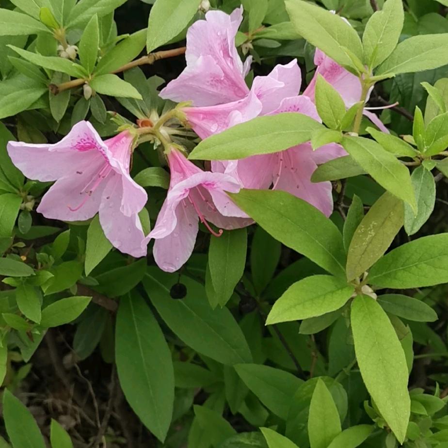涵涵791275