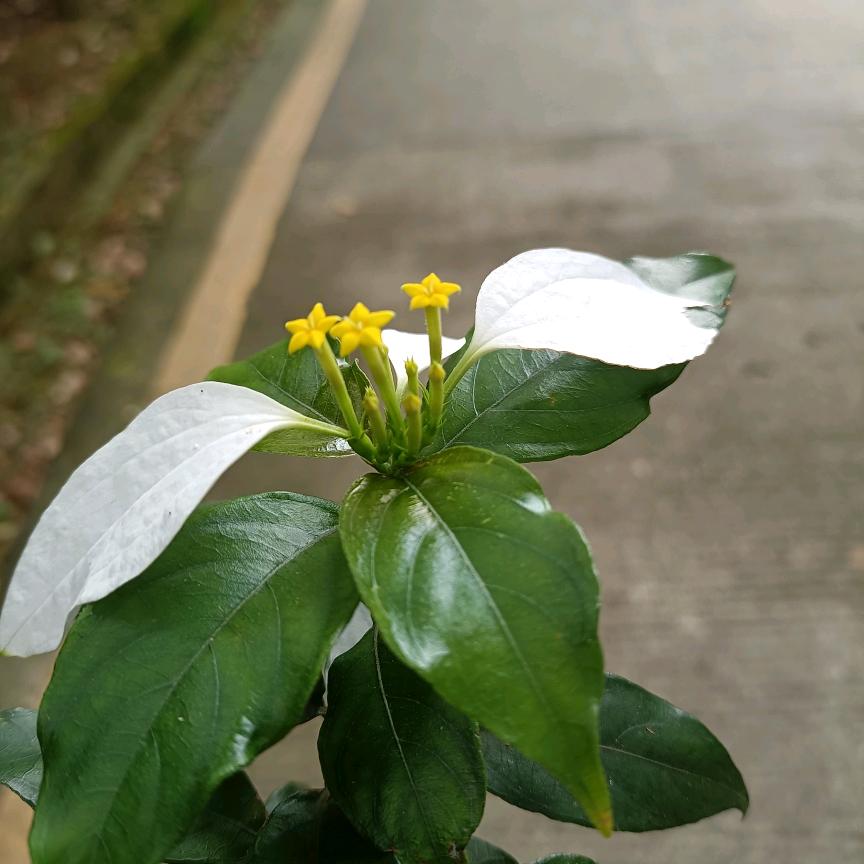 漂浮风暴。