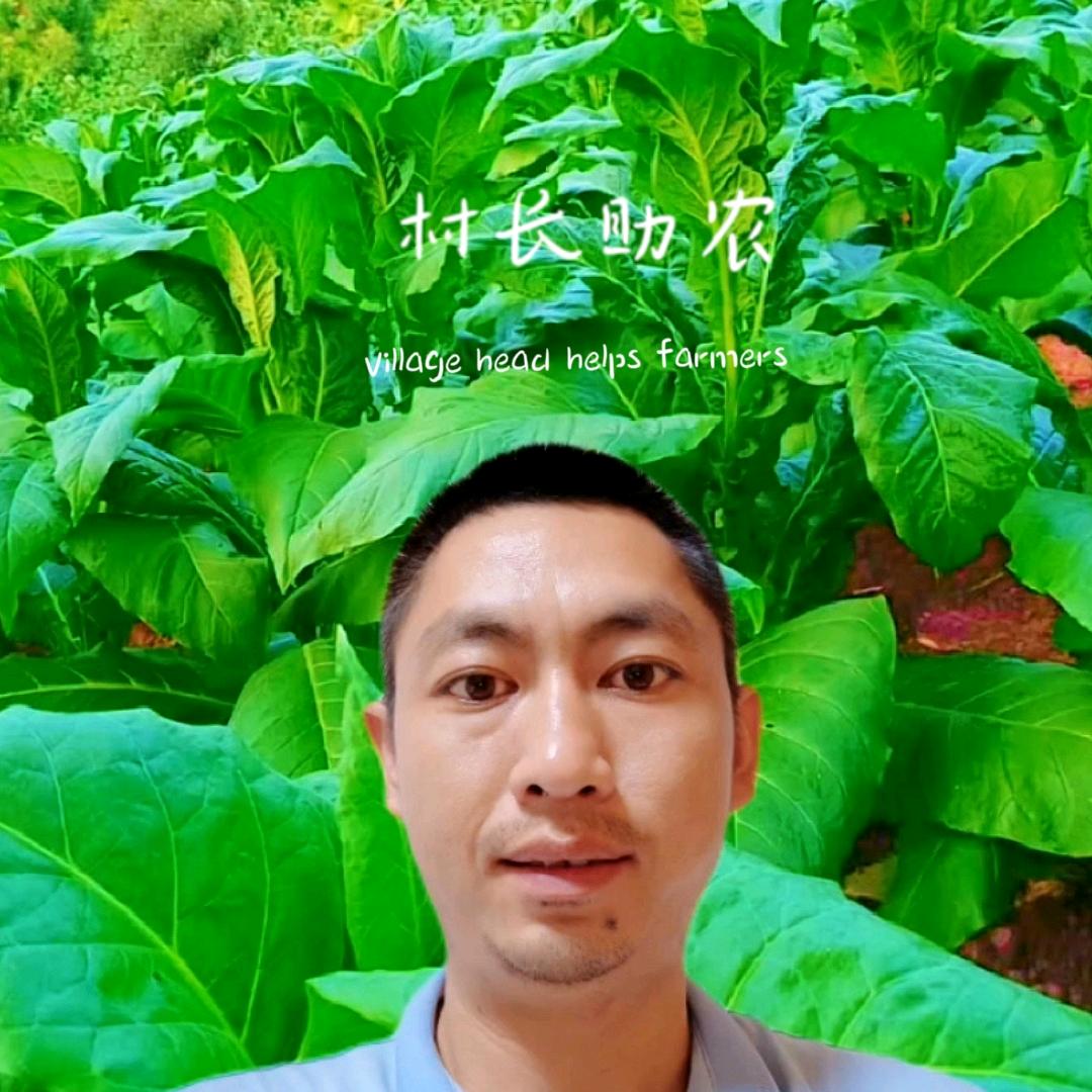 阿鹏哥说烤烟