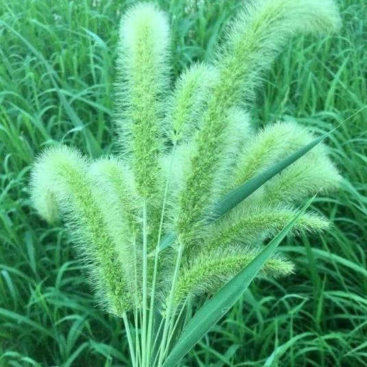 狗尾巴草