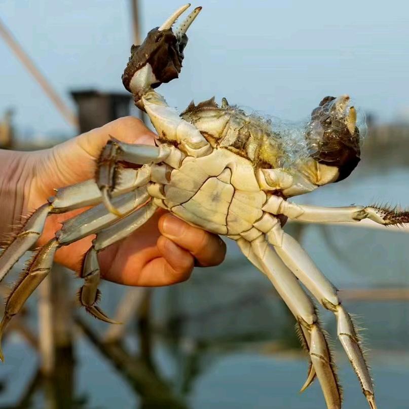 忆澄鲜阳澄湖大闸蟹