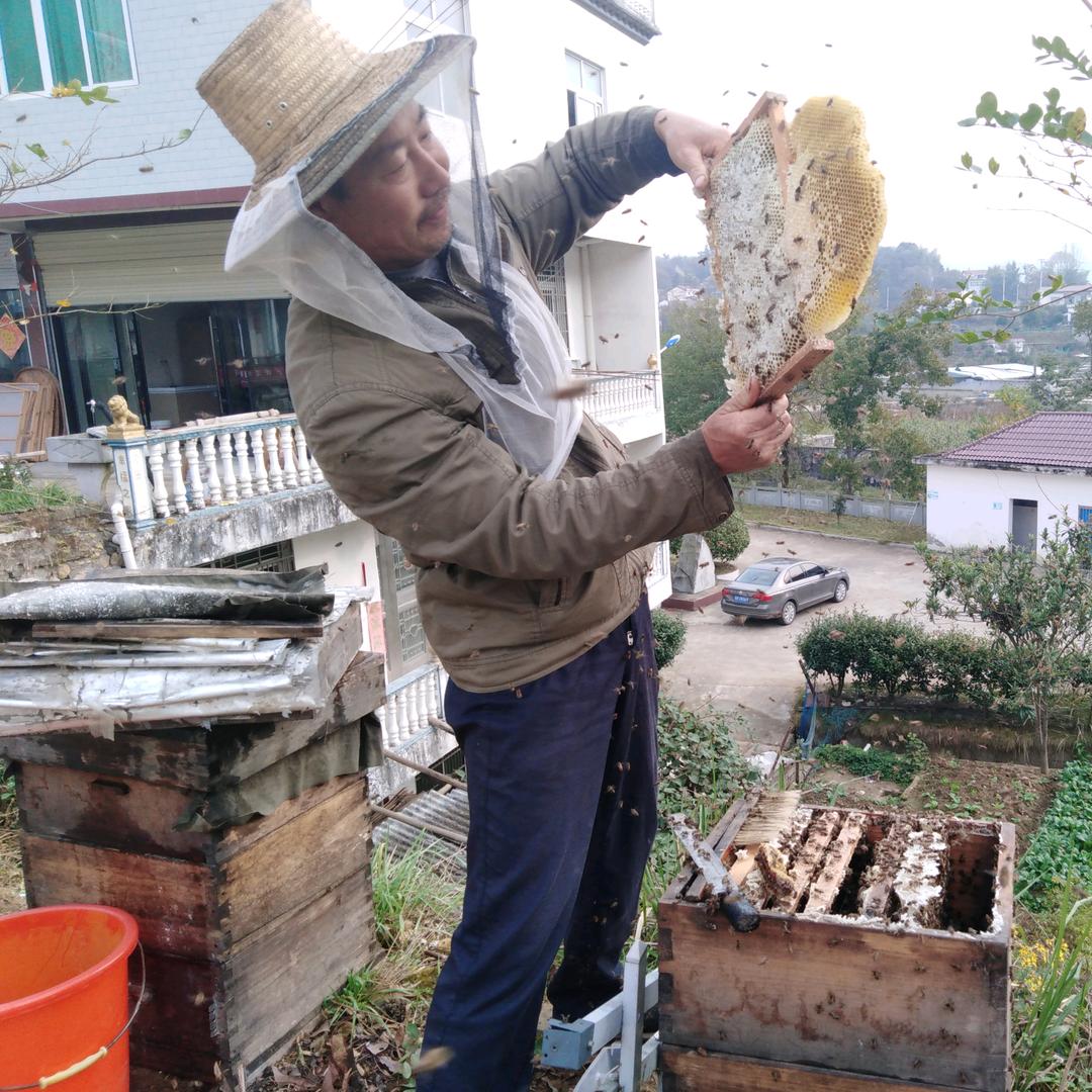 大别山土蜂蜜