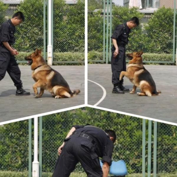 骏德犬舍