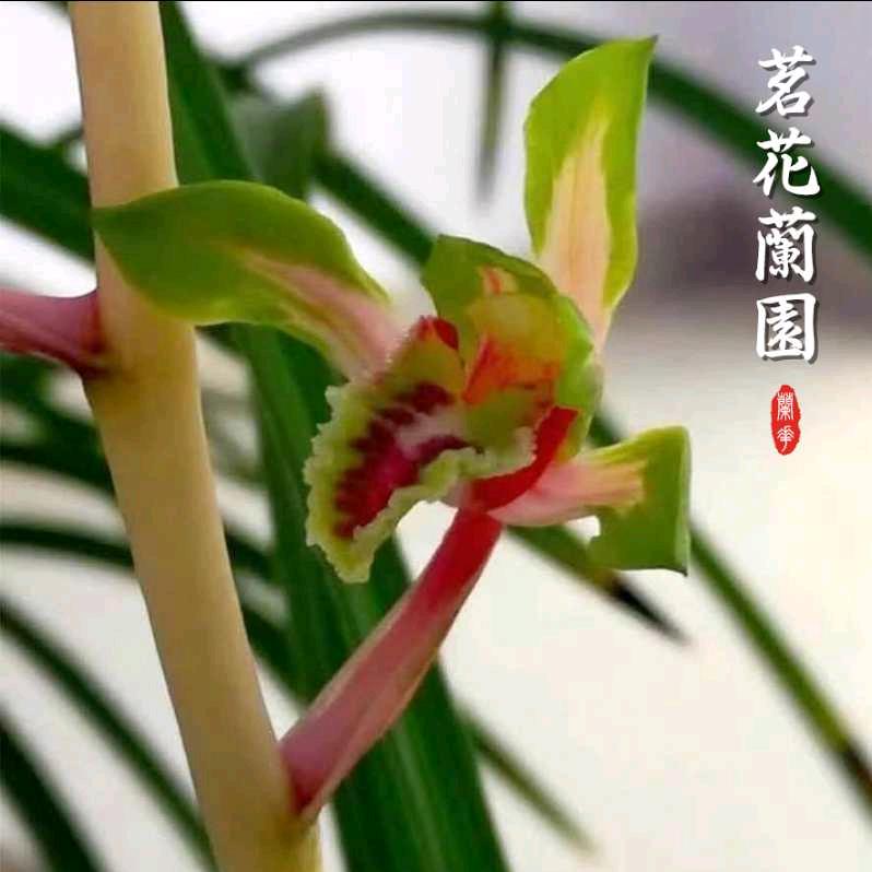 茗韵蘭園