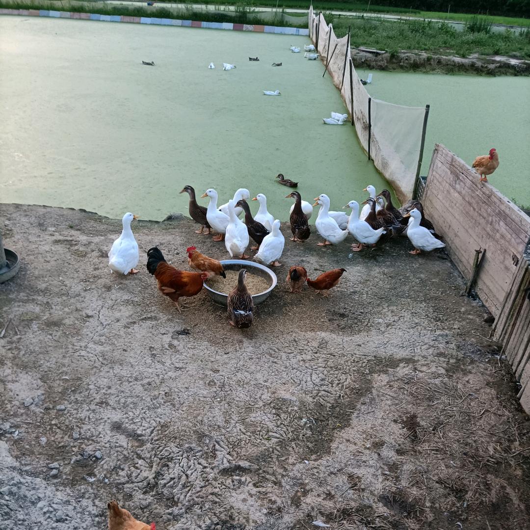 小红卖鸭