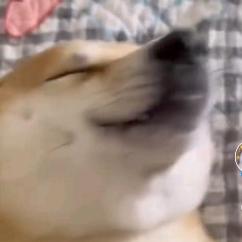 小陈声音好