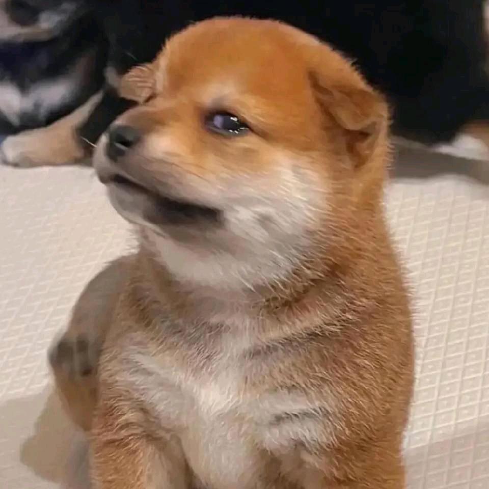 二十六