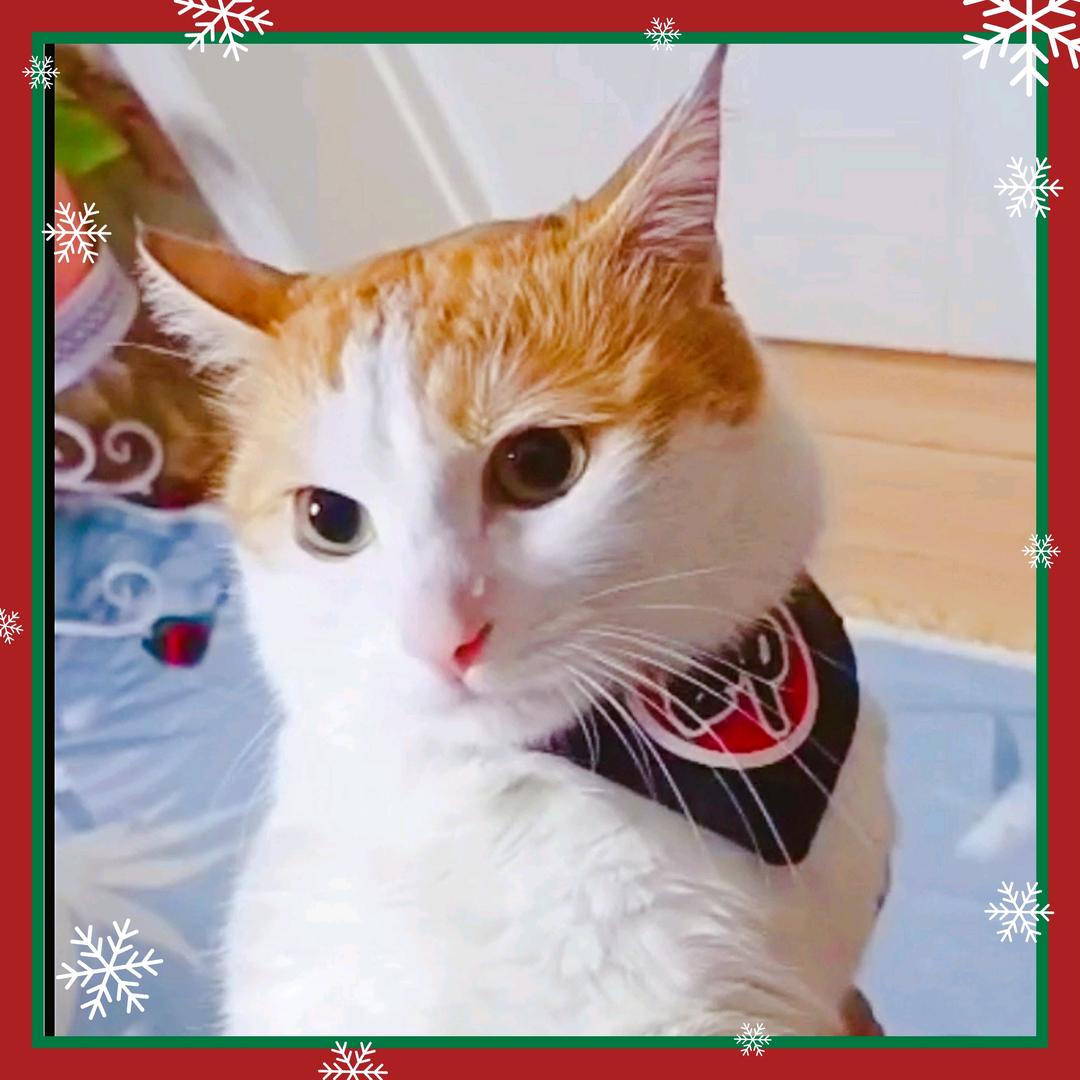 米亚就是我的命呀呀呀