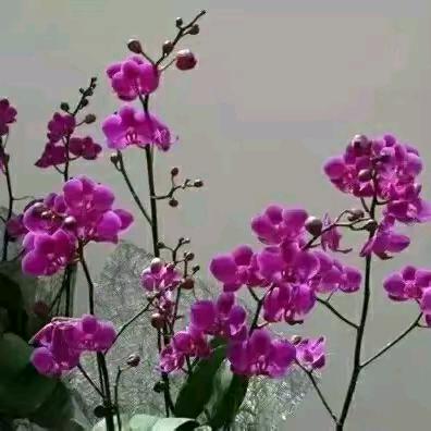 小苹果