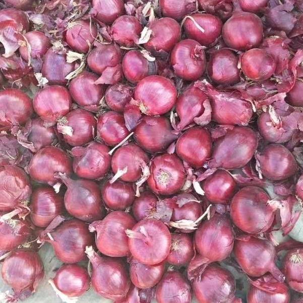 大洋路批发洋葱的，黄哥