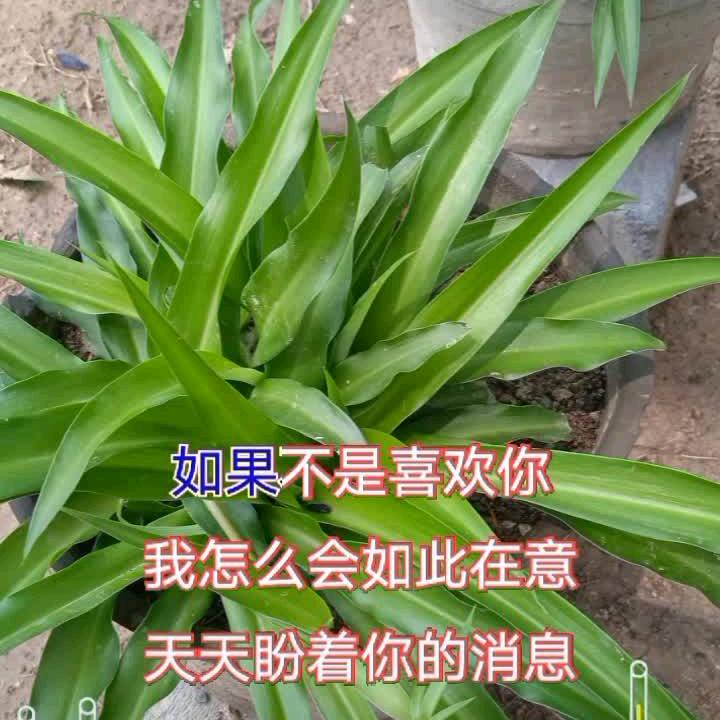 心语心愿