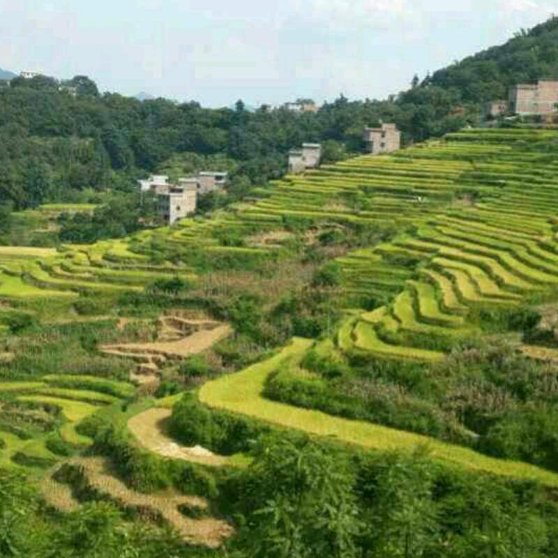 黄土高坡