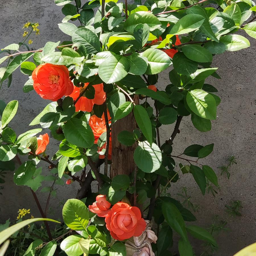 无言以对（🦋ℒᎭℯ⃝慧💞࿐）