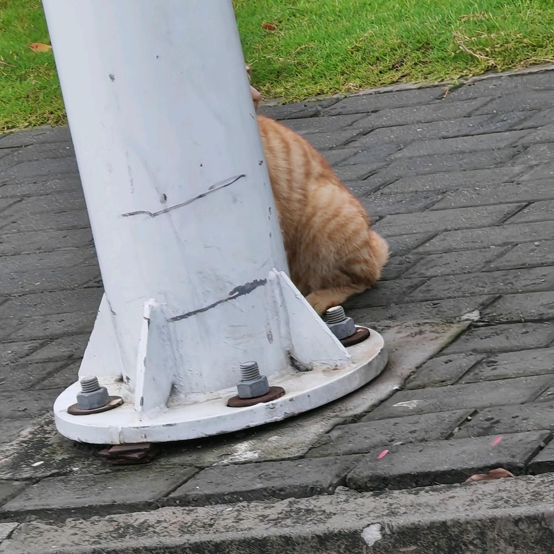 ﻬ无花果、〆ﻬ