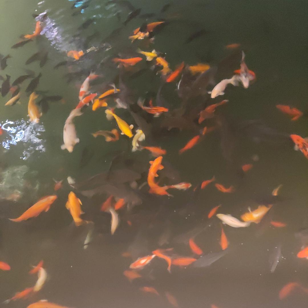 林 后知后觉