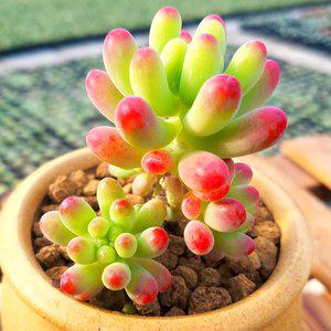 童心花卉多肉园艺