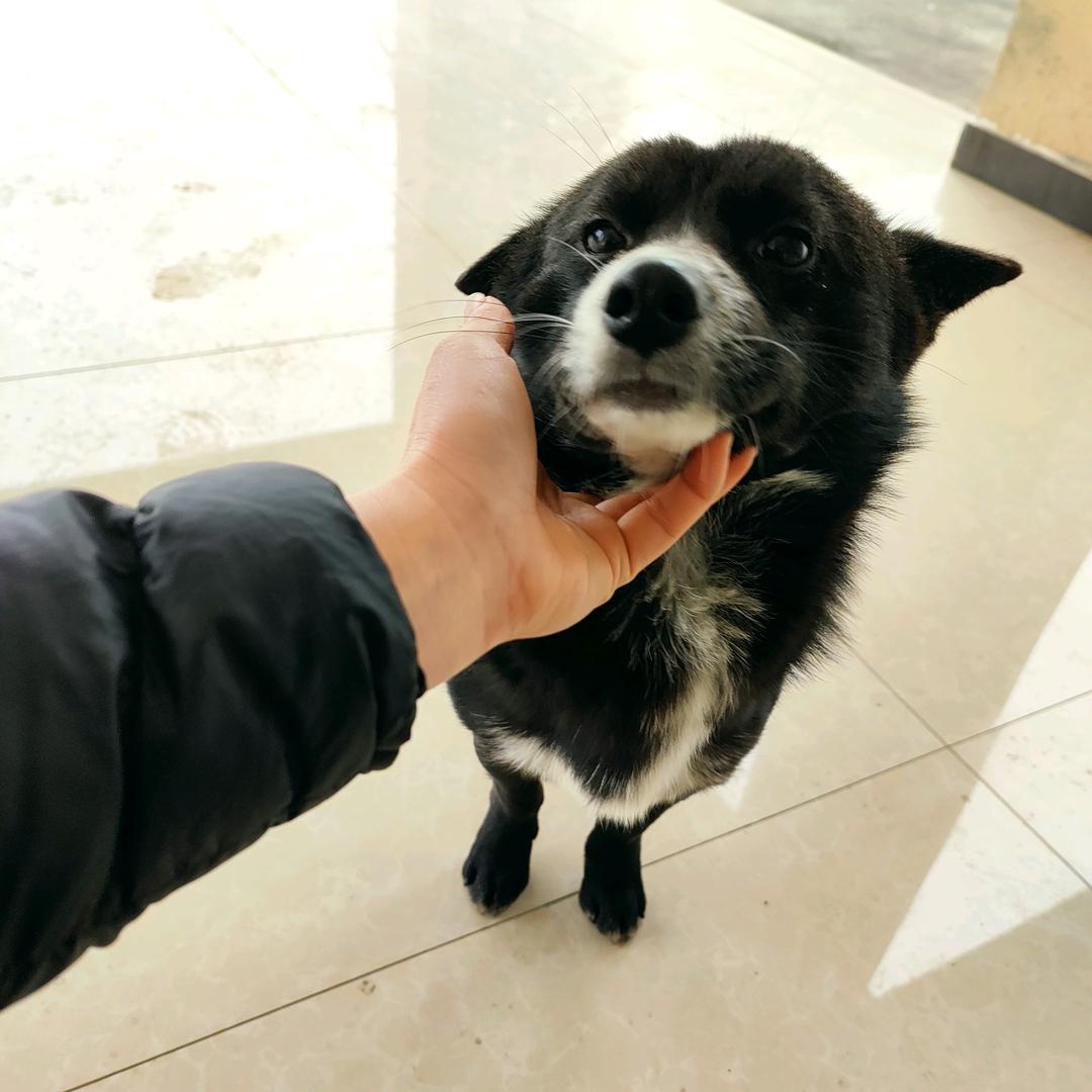 杜若
