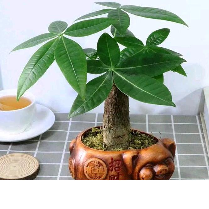 棠