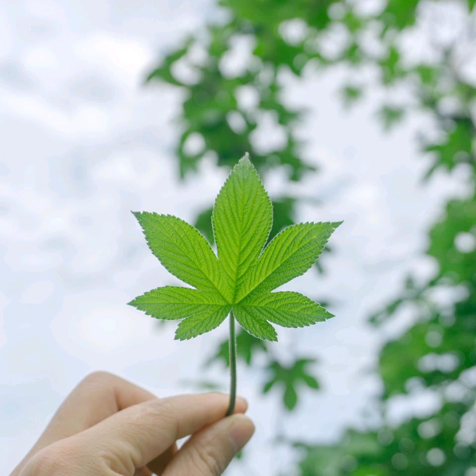 梦pp