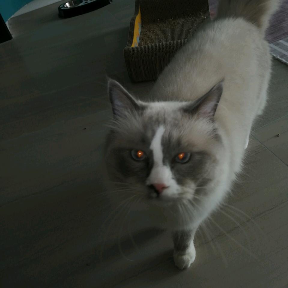 用户5282406337929明