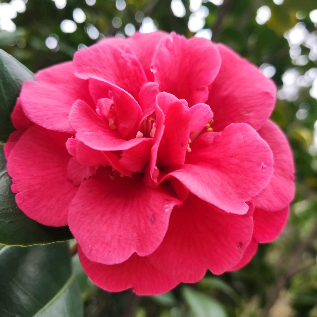 。!?。,六六大顺