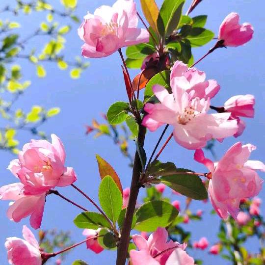 单身的我，917794064