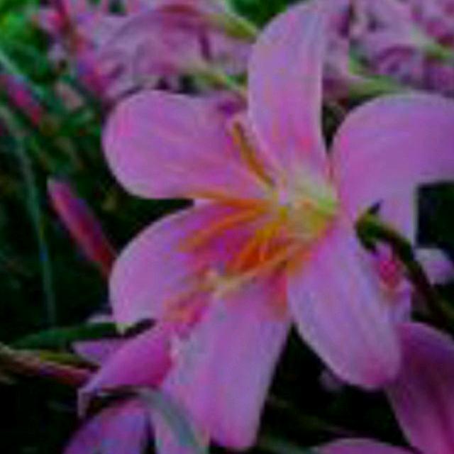 蔡振芳