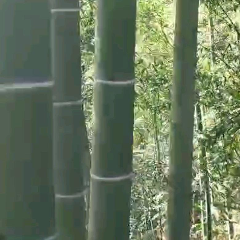 🦜飞翔⛅@
