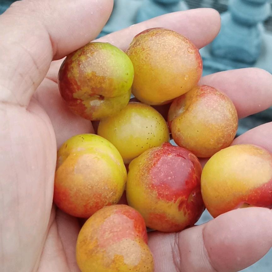 ：拿低保的大爷：