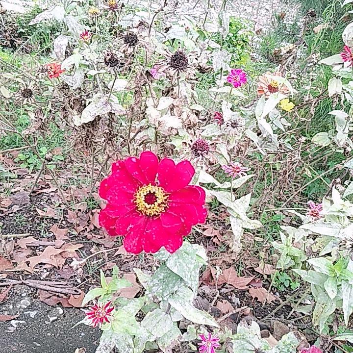 春暧花开