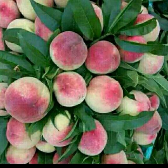 🌹🌹用心🌹🌹记住🌹🌹你