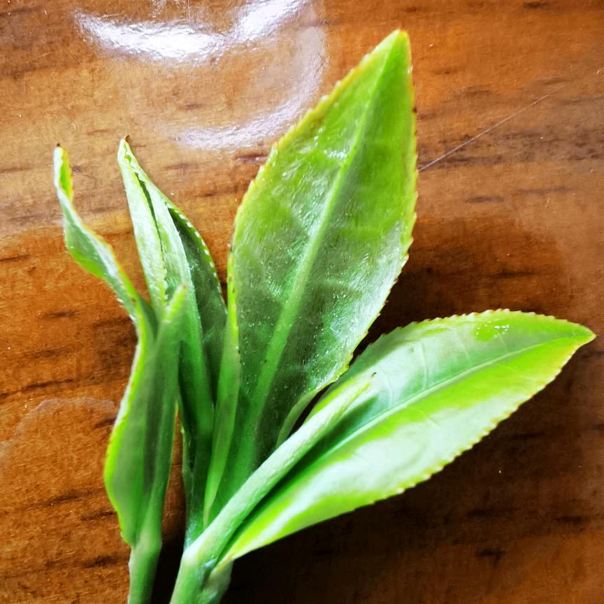 北川县禹露茶业