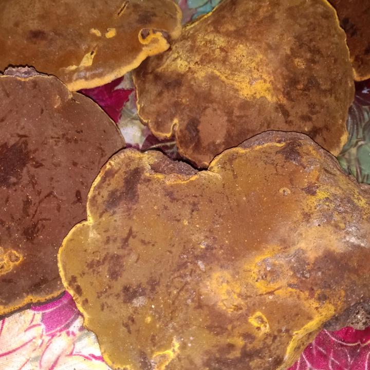 忘忧草user7950680765798