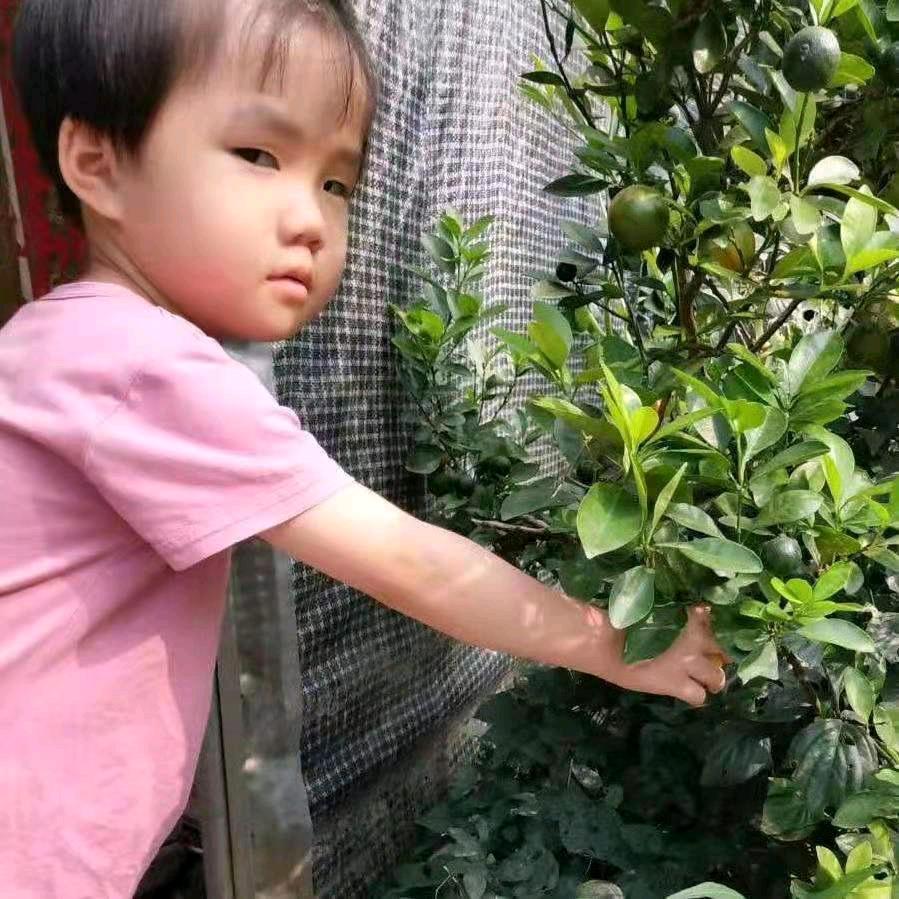 芳凌