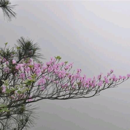 诉清欢
